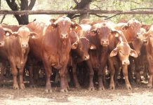 Cost increases to challenge global beef demand