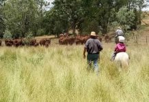 Beef ‘never better’