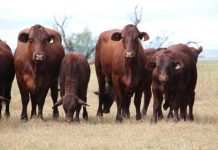 Santa Central female sale