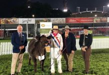 Cousins ag show stars