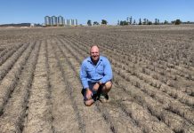 Stakes high for Downs winter crop