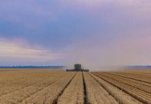 Dalby farmer smashes wheat yield record