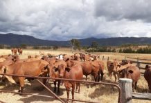 On the way to carbon neutrality