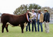Mawarra Ultra Star steals Hereford show (and sale)
