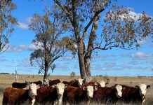 Devon Court: Three generations of top-quality bulls