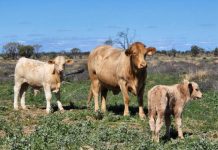 A passion for happy, well-educated cows