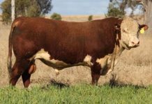 Talbalba’s 2022 bull sale reaches $91,000 high