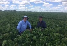 Mungbeans in high demand