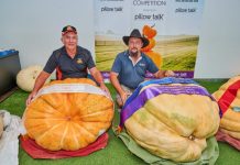 Oh my gourd! Giant reward for a giant Ekka pumpkin