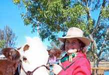 Born to breed Herefords