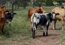 Busy times at Speckle Park