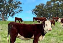 Strong youth essential for a strong breed