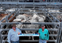 The battle for cattle sale