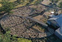 Locals snap up Carson land