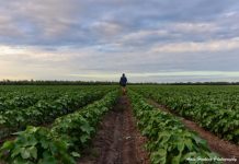 Spirit of the Bush photography winners announced