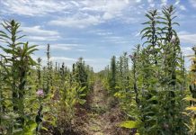Aussie farmers sow seeds for stroll down sesame street