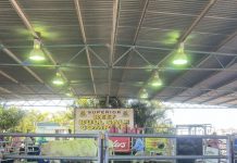 Ag-grow’s pricey bull sale