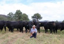 Sugarloaf Angus sale