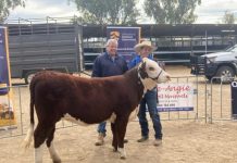 Lachlan adds to his herd