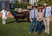 NIOA Texas impresses in Ekka debut