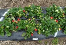 New variant hitting shelves