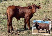 Son of Spartacus heralds NIOA’s next generation