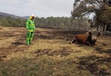 MLA launches new bushfire preparation and recovery manual