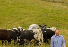 Quality and temperament