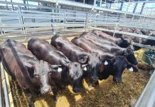 Commercial vendor tops sale