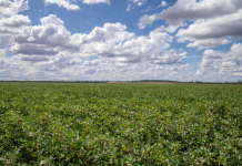 Innovative program grows solutions to improve global plant health and food security