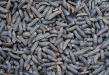 It’s not just crickets