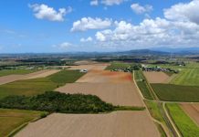 Sharp cane prices to drive strong demand for Innisfail Sugarcane Aggregation