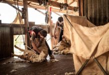 Shearing, crutching on wheels