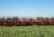 New date locked in for NIOA RL Pastoral Sale