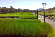 Sunshine Coast nursery creates jobs through growing at-risk marine plant species