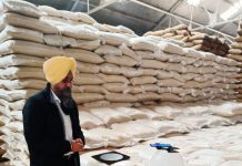 India trials AI grain assessment tool