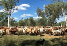 CA call for transparency