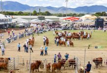 Beef industry on show