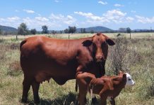 Red Angus making mark
