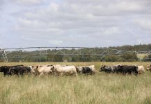 The best breed around