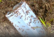 Act now on fire ants