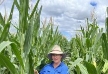 Producers urged to inspect cereal crops amid fall armyworm outbreak