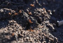 More fire ants found outside containment zone