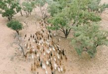 The lessons from drought