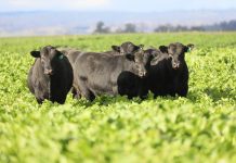 Breeding cattle for Qld