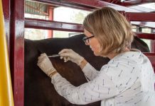 Cattle better protected