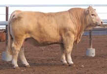 Glenlea toasts 50 years