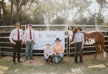 Bulls, horses and dogs