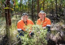 Efforts to protect threatened plant