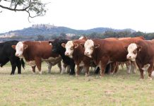 Biggest Lucrana bull sale